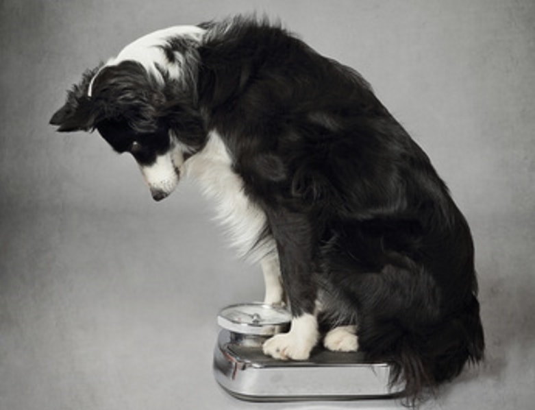 Westie Puppy Weight Chart