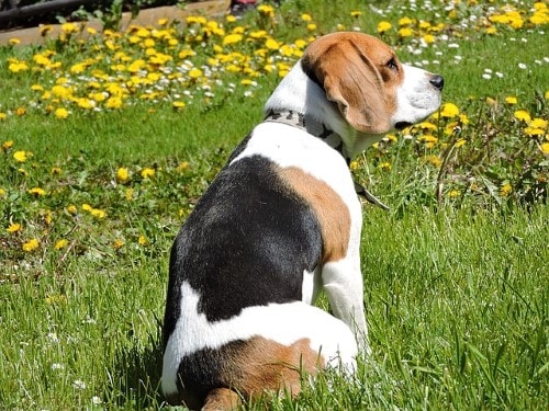 Beagle Weight Chart By Age