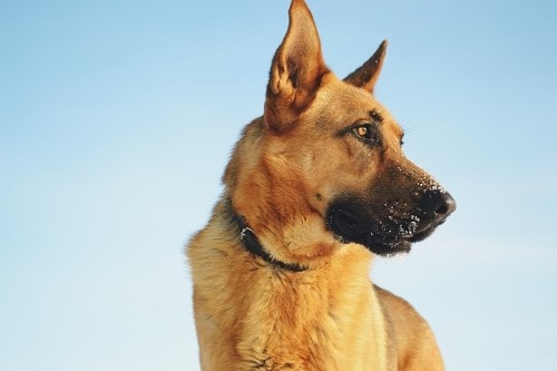 German Shepherd Growth Chart By Weight And Age