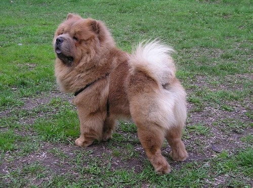Chow Chow Size Chart
