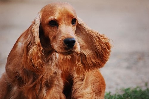 Cocker Spaniel Size And Weight Chart