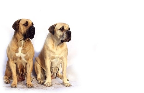 Growth Mastiff - Puppy weight chart Mastiff