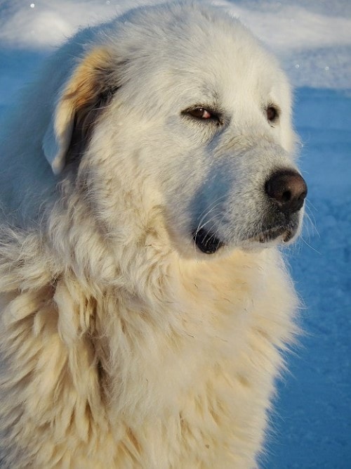 Great Pyrenees Weight Chart