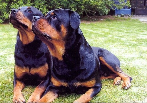 Rottweiler Size And Weight Chart